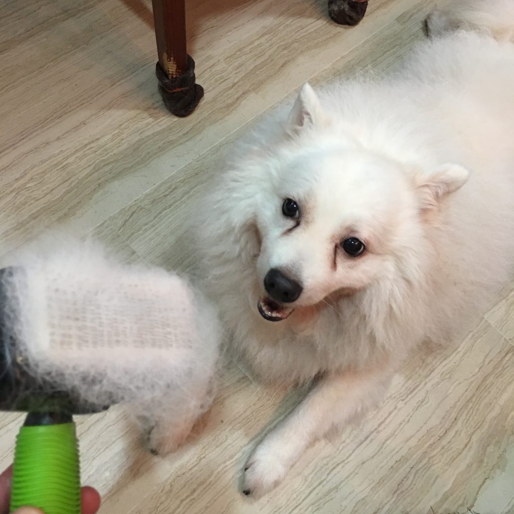 dog brush fur