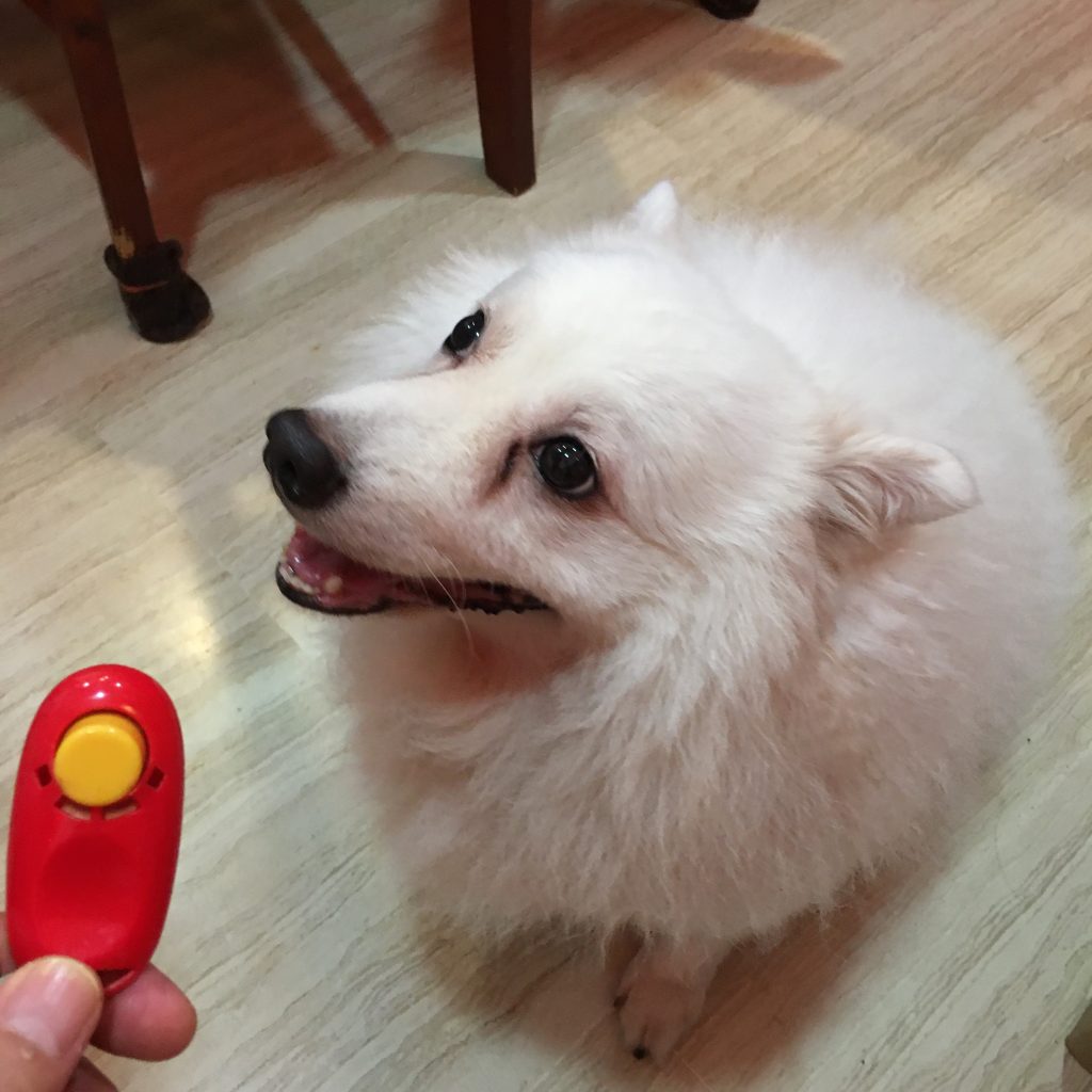 how to clicker training for dogs
