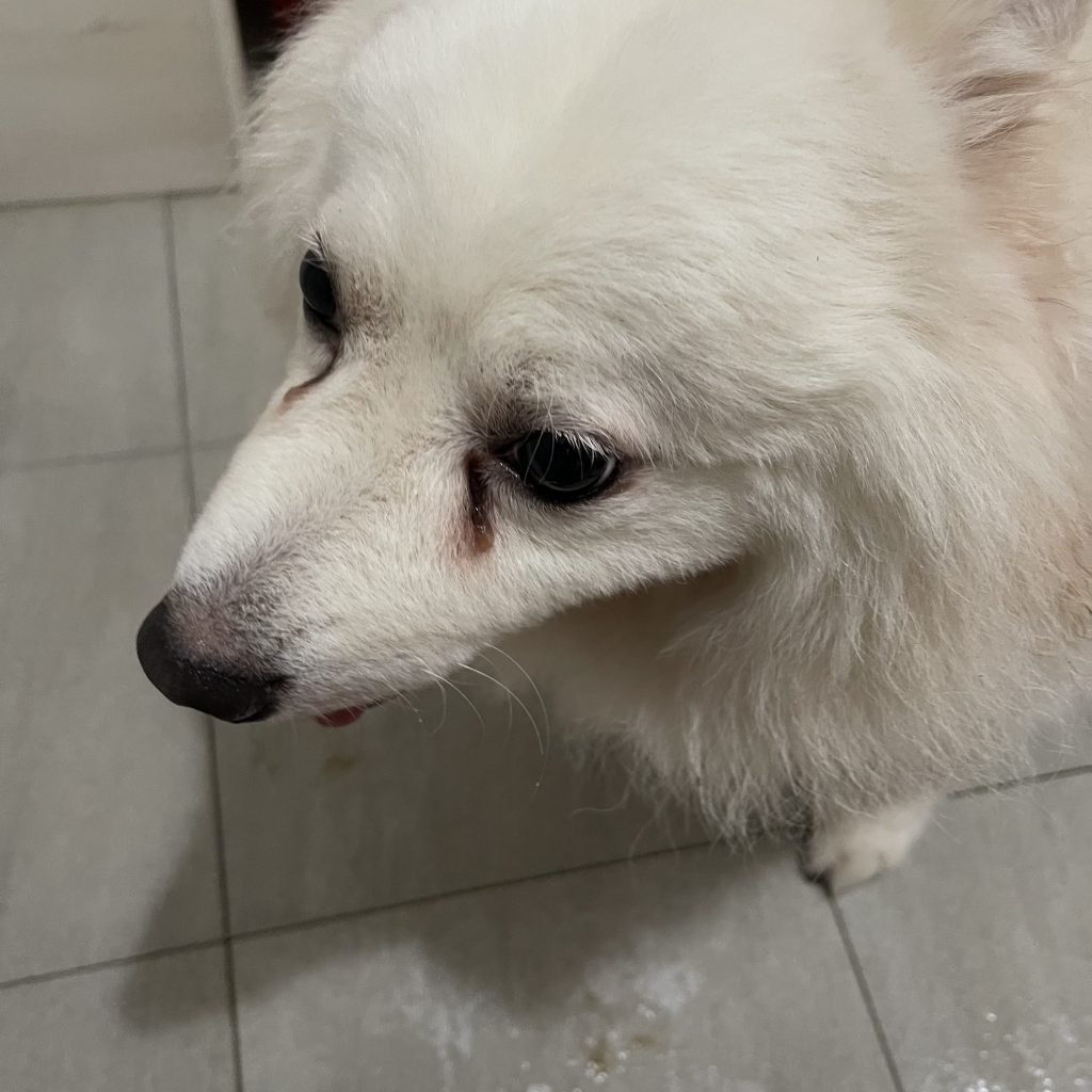 pet dog bath time care training